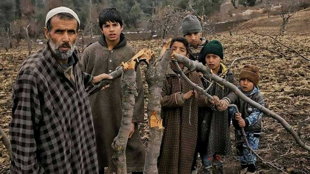 গত বছর রাজ্যের বিশেষ মর্যাদা বিলোপের পর থেকে এমনিতেই গোটা দেশ থেকে প্রায় বিচ্ছিন্ন কাশ্মীর উপত্যকা। ভাটা পড়েছে পর্যটন শিল্পেও। তাই বংশপরম্পরায় লালিত-পালিত আপেলবাগানের পরিচর্যাতেই মন দিয়েছিলেন স্থানীয় বাসিন্দাদের একাংশ, যাতে শীতের মরসুমে কিছু রোজগার হয়। কিন্তু চোখের সামনে সেই বাগানই ধূলিসাৎ হয়ে যেতে দেখলেন তাঁরা।