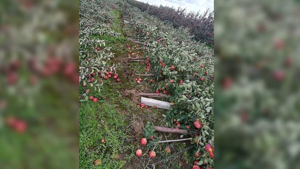 মধ্য কাশ্মীরের বদগাম জেলার কানিদাজান-সহ আশেপাশের এলাকাতেই মূলত আপেল গাছ নিধন শুরু হয়। গুর্জর এবং বাখরওয়াল, এই দুই মুসলিম যাযাবর গোষ্ঠীর বাস সেখানে। ১৯৯১ সালে তফসিলি উপজাতি হিসেবে স্বীকৃতি পায় এই দুই গোষ্ঠী। তাদের আপেল বাগানেই নিধন যজ্ঞ চালিয়েছে বন দফতর। এলাকায় মাটির কুঁড়েঘর বানিয়ে এত দিন থাকছিলেন ওই দুই গোষ্ঠীর মানুষ। সেগুলিও গুঁড়িয়ে দেওয়া হয়েছে।