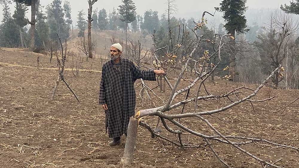 স্থানীয় বাসিন্দা, ৬০ বছর বয়সি আবদুল গনি ওয়াগে জানিয়েছেন, কাউকে কিছু না জানিয়ে নভেম্বর মাসে আপেল গাছ নিধন যজ্ঞ শুরু হয়। শ্রীনগর থেকে ৫০ কিলোমিটার দূরে দেড় বিঘে জমি রয়েছে আবদুলের। তাতে আপেল চাষ করতেন তিনি। আবদুলের অভিযোগ, ১০ নভেম্বরের সকালে বাড়িতেই ছিলেন তিনি। হঠাৎ খবর পান যে একদল লোক কুড়ুল-করাত নিয়ে তাঁর বাগানে হাজির হয়েছেন। তড়িঘড়ি সেখানে ছুটে যান তিনি। কিন্তু গিয়ে দেখেন, পুলিশ এবং সিআরপিএফ-এর তত্ত্বাবধানে নির্বিচারে গাছ কেটে চলেছেন বন দফতরে লোকজন।