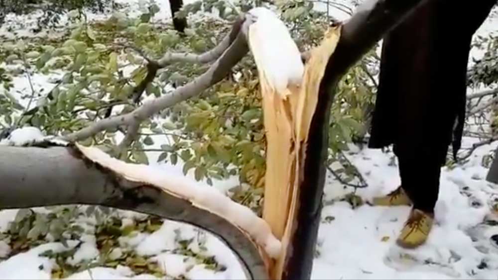 আবদুল জানান, আপেল বাগানে ৫০টি গাছ ছিল তাঁর। তার উপর নির্ভর করেই সংসার চলত। ৭ মেয়ে রয়েছে তাঁর। মেয়েদের ভবিষ্যৎ নিয়ে পুলিশের কাছে অনুনয় বিনয়ও করেন তিনি। কিন্তু কোনও লাভ হয়নি। বরং বছর ৫০ আগে বাবার কাছ থেকে শিখে নিজে হাতে যে গাছগুলি বসিয়েছিলেন, কুড়ুলের ঘায়ে সেগুলি একের পর এক মাটিতে লুটিয়ে পড়তে দেখেন।