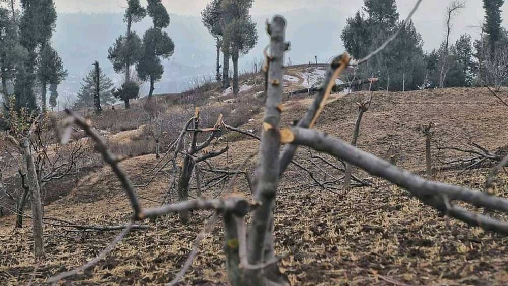উপত্যকার সংবাদ মাধ্যম সূত্রে জানা গিয়েছে, গত ১০ নভেম্বর, বনদফতরের ৫০ জন আধিকারিকের তত্ত্বাবধানে সারাদিনে প্রায় ১০ হাজার আপেল গাছ কেটে ফেলা হয় উপত্যকায়। গ্রামের মোড়ল মহম্মদ আহসান জানা, গাছ কাটার বিরোধিতা করে স্থানীয়দের মধ্যে অনেকেই এগিয়ে গিয়েছিলেন। কিন্তু সরকারি কাজে বাধা দিলে মামলা করা হবে বলে হুমকি দিয়ে তাঁদের পিছু হটতে বাধ্য করা হয়। মহম্মদ আহসান আক্ষেপ করে বলেন, ‘‘আপেল গাছের ডাল অত্যন্ত সরু এবং নরম। কুড়ুলের এক-দু’ঘাও সহ্য করার ক্ষমতা নেই।’’