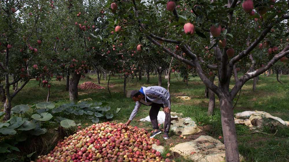 কাশ্মীরে আপেল বাগানগুলি বন দফতরের জমির উপর তৈরি বলে দাবি সরকারের। সাত পুরুষ ধরে সেখানে আপেল চাষ করে আসছেন গুর্জর এবং বাখরওয়ালরা। শুধু এই গুর্জর এবং বাখরওয়ালরাই নন, দেশের ১০ লক্ষের বেশি তফসিলি উপজাতি এবং বনবাসীরা অরণ্যের অধিকার আইন ভোগ করেন। অর্থাৎ অরণ্যে বসবাসের অধিকার যেমন রয়েছে তাঁদের, তেমনই সেখানে বসবাসের অধিকারও রয়েছে তাঁদেরই। কাগজে কলমে ওই জমির উপর মালিকানাও ভোগ করেন তাঁরা।