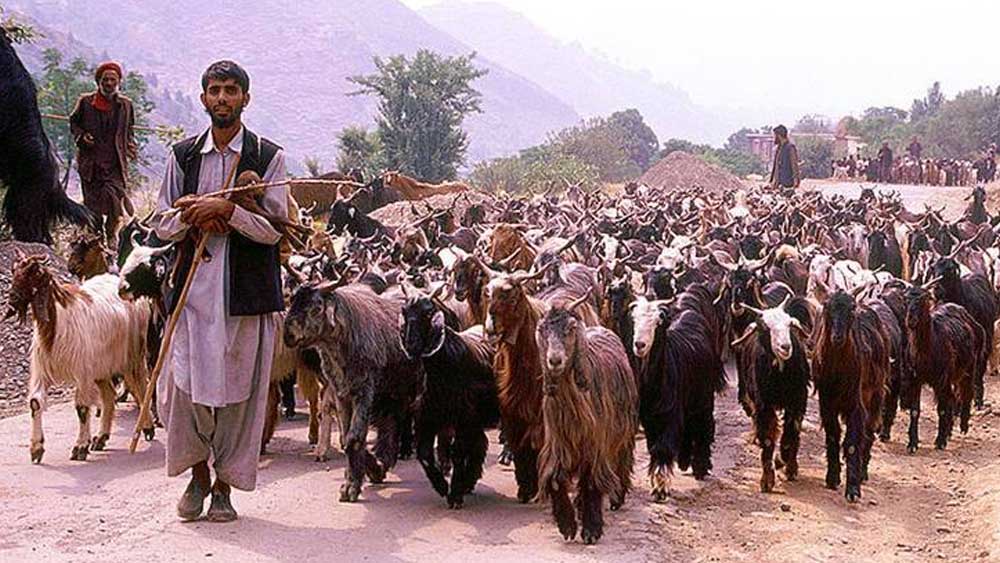 তার পরেও কোন যুক্তিতে হাজার হাজার আপেল গাছ কেটে ফেলা হল, তার সদুত্তর মেলেনি এখনও পর্যন্ত। এ নিয়ে মধ্য কাশ্মীরের ফরেস্ট কনজারভেটর জুবের আহমেদের সঙ্গে যোগাযোগ করে একটি সর্বভারতীয় সংবাদ মাধ্যম। কিন্তু জেলাস্তরের নির্বাচন ঘিরে যে আচরণবিধি জারি হয়েছে, তার আওতায় এ নিয়ে কোনও রকম মন্তব্য করা থেকে তাঁকে বিরত থাকার নির্দেশ দেওয়া হয়েছে বলে জানান তিনি।