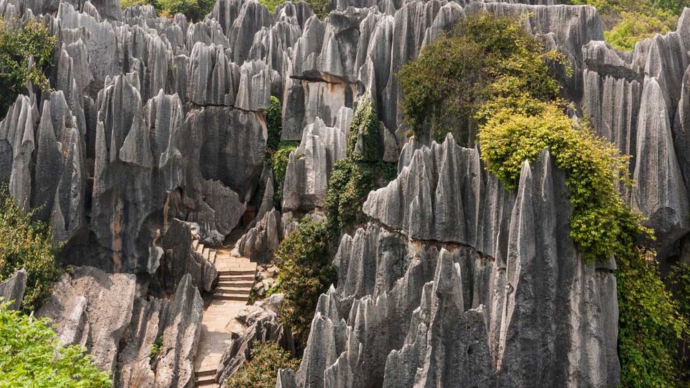 অশিমা নামে ওই তরুণীর ভালবাসা নাকি পরিণতি পায়নি। তাঁকে অভিশাপ দিয়ে পাথর করে দেওয়া হয়েছিল। সেই দুঃখেই নাকি বাকি সব গাছ পাথর হয়ে যায়। তাঁর সেই করুণ কাহিনির সাক্ষী এই প্রস্তর-অরণ্য।