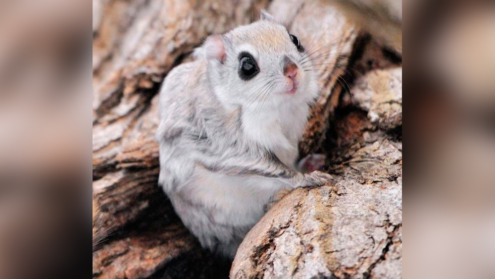 প্রাণী এবং উদ্ভিদবিজ্ঞানীদের ধারণা, ৩২ হাজার বছর আগে এই বীজগুলি জমিয়ে রেখেছিল সাইবেরিয়ান কাঠবিড়ালি। এর পর পরিণত বীজগুলি নিজেই নষ্ট করেছিল প্রাণীটি। হয়তো সহজাত প্রবণতায় বীজ থেকে অঙ্কুরোদ্গম আটকানোর চেষ্টা করেছিল ছোট্ট প্রাণীটি।