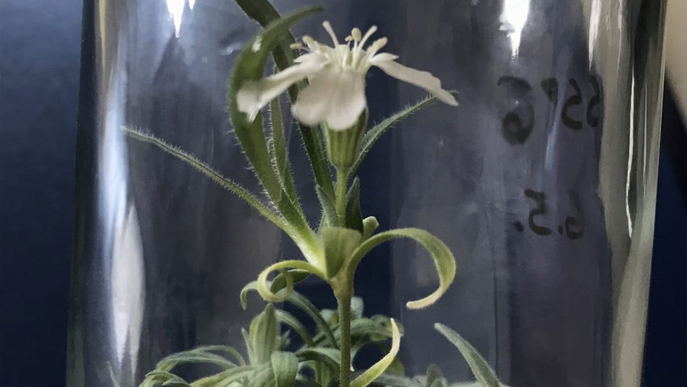 প্রাগৈতিহাসিক যুগের বীজ থেকে ‘সাইলেন স্টেলোফাইলা’ প্রজাতির চারাগাছের জন্ম হয় পরীক্ষাগারে। রাশিয়ার সাইবেরিয়া অঞ্চলে এই গাছ দেখা যায়। তবে এখন এই প্রজাতির ফুলের তুলনায় পরীক্ষাগারের জন্ম নেওয়া চারাগাছের ফুল চেহারায় কিছুটা অন্যরকম।