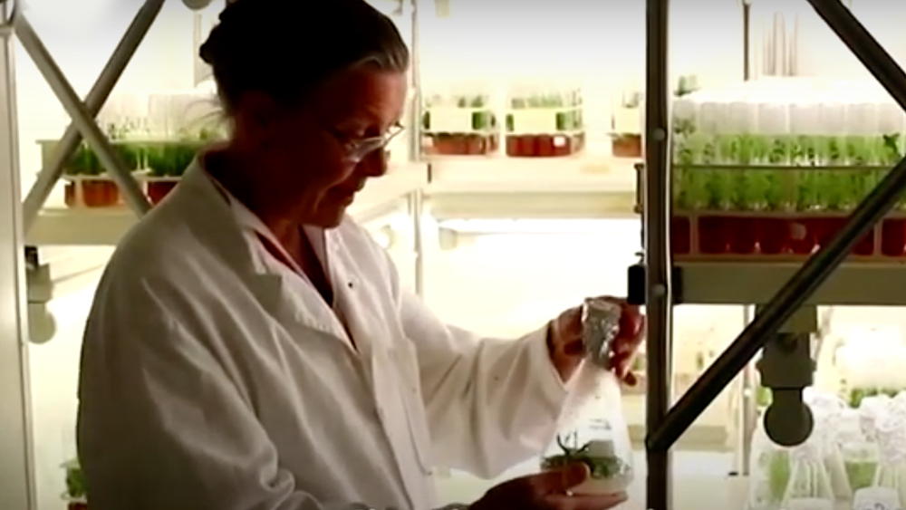 জন্ম নেওয়ার ১ বছর পরে ‘সাইলেন স্টেলোফাইলা’ চারাগাছটি নতুন বীজ উৎপন্নও করেছে। বিজ্ঞানের বিভিন্ন পত্রপত্রিকায় এই গবেষণা ও পরীক্ষা সংক্রান্ত প্রতিবেদন প্রকাশিত হয়েছে। আধুনিক বিজ্ঞানীরা গবেষণার কাজে বিশেষ গুরুত্ব দিচ্ছেন পারমাফ্রস্টকে।