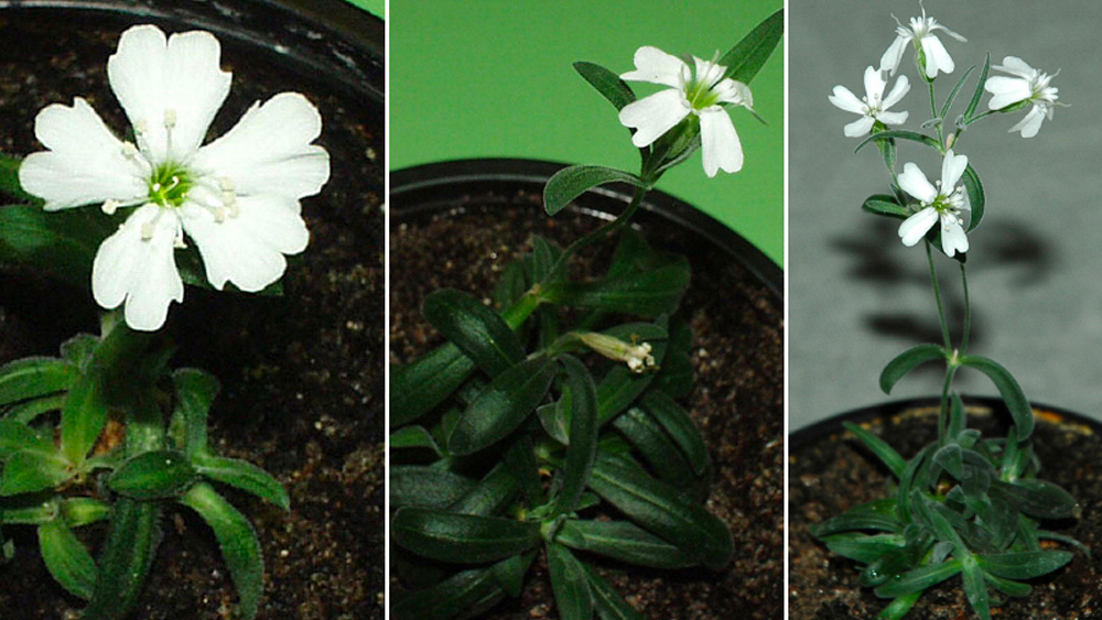 এর আগে ২০১২ সালে  সাইবেরিয়া থেকে পাওয়া হিমায়িত বীজ থেকে গবেষণাগারে জন্ম নিয়েছিল আরও একটি ‘সাইলেন স্টেলোফাইলা’ প্রজাতির চারাগাছ। তবে সেই বীজের বয়স ছিল ৩০ হাজার বছর। বয়সে আরও ২ হাজার বছরের প্রবীণ হয়ে তাকে টেক্কা দিল সাম্প্রতিক পরীক্ষার বীজটি।  (ছবি: রয়টার্স এবং সোশ্যাল মিডিয়া)