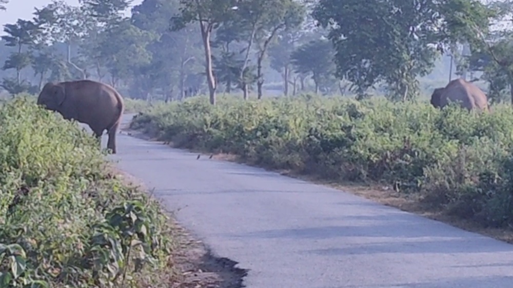 চা বাগানে হাতির দল। নিজস্ব চিত্র।