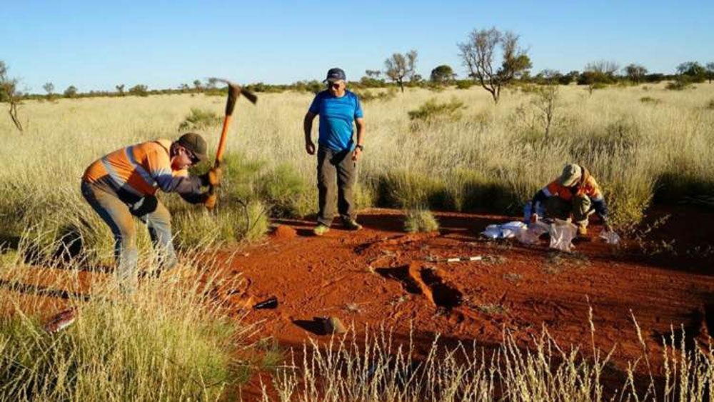 এমন বৃত্তের সৃষ্টি নিয়ে বহু গবেষণা হয়েছে। যেমন ২০০৮ সালে বিজ্ঞানী অ্যাঞ্জেলিক জওবার্ট দাবি করেন, ইউফবিয়া ডামারানা নামে এক গাছের মৃত্যুর পর ওই গাছের দেহ নিঃসৃত টক্সিনের জন্য জায়গাগুলোতে কোনও গাছ জন্মাতে পারেনি। অংশগুলো বৃত্তাকার হয়ে রয়েছে।