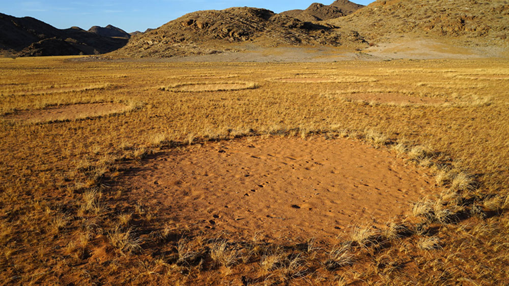 ২০১২ সালে আবার অন্য এক বিজ্ঞানী দাবি করেন, এমন ভূমিরূপ আসলে উইপোকার দান। কারণ প্রতিটি বৃত্তের গভীরে একপ্রকার মরু উইপোকার স্তর মিলেছে। এবং সেখানকার মাটিও ভিজে। বাঁচার জন্য যেমনটা উইপোকার প্রয়োজন।