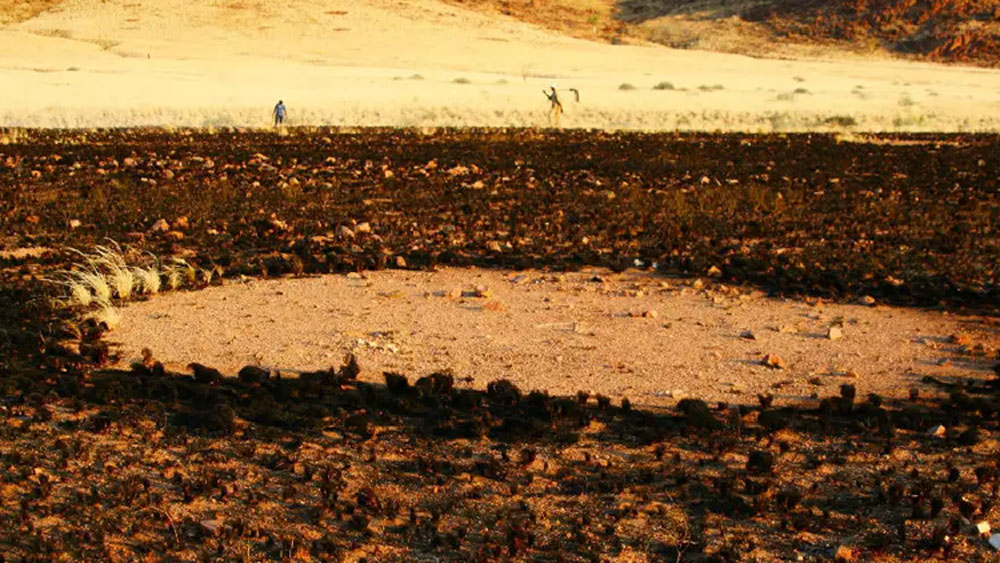 উইপোকার এই তত্ত্বই এখনও পর্যন্ত অধিক স্বীকৃত। ২০১৩ সালে নরবার্ট জুয়েরগিনস নামে এক বিজ্ঞানীও গবেষণা করে উইপোকার তত্ত্বেই সিলমোহর দিয়েছেন।