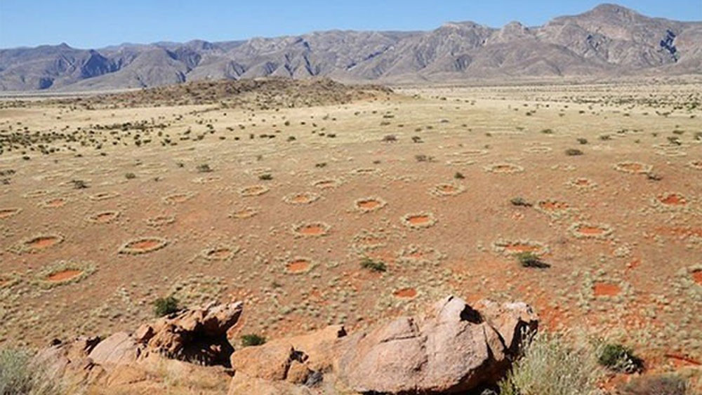 তিনি দাবি করেন, স্যামোটারমিস অ্যালোসেরাস নামে এক প্রজাতির মরু উইপোকা প্রতিটা বৃত্তের মধ্যে মাটির গভীরে রয়েছে। যে বৃত্তগুলো নতুন, তার মধ্যে প্রচুর পরিমাণে এই উইপোকা পাওয়া গিয়েছে। পুরনো বৃত্তের মধ্যেও এর প্রায় ৮০ শতাংশের মতো উইপোকার খোঁজ মিলেছে।