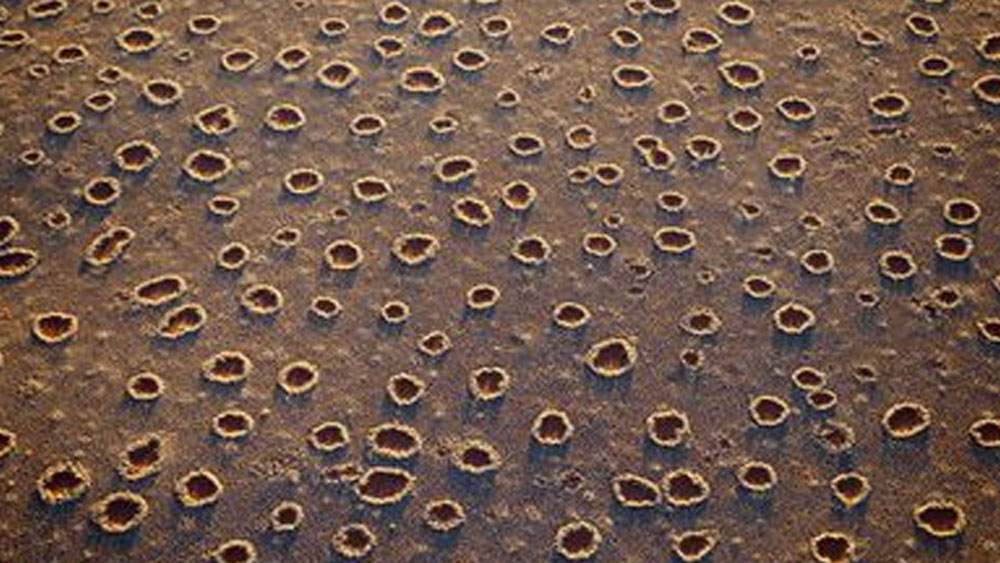 তাঁর দাবি, এই মরু উইপোকা এই অংশের সমস্ত গাছপালা খেয়ে ফেলে তারপর মাটিতে গর্ত খুঁড়ে বসতি স্থাপন করে। শুষ্ক মরু অঞ্চলে নিজেদের বাসস্থানকে আর্দ্র রাখার এ একটা উপায়। তাদের করা গর্ত দিয়েই জল ভিতরে প্রবেশ করে মাটিকে আর্দ্র রাখে।