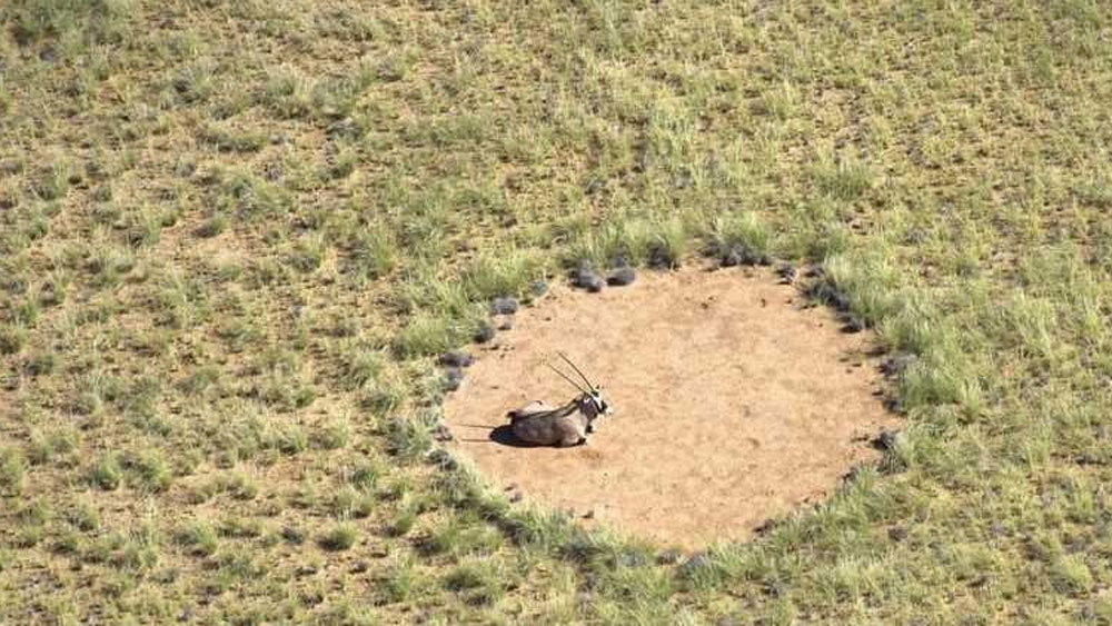 দেখা গিয়েছে, বৃত্তের ভিতরে কোনও গাছপালা না থাকলেও, তার চারপাশে কিন্তু গাছ জন্মায়। এর কারণ হিসাবে ওই বিজ্ঞানী জানিয়েছেন, মাটির নীচে উইপোকা যে জল জমিয়ে রাখে, সেই জলকে কাজে লাগিয়েই বৃত্তের চারপাশে গাছপালা গজিয়ে ওঠে। পরবর্তীকালে এই গাছগুলোকেও উইপোকা খেয়ে ফেলে এবং বৃত্তের আকার বাড়িয়ে চলে।