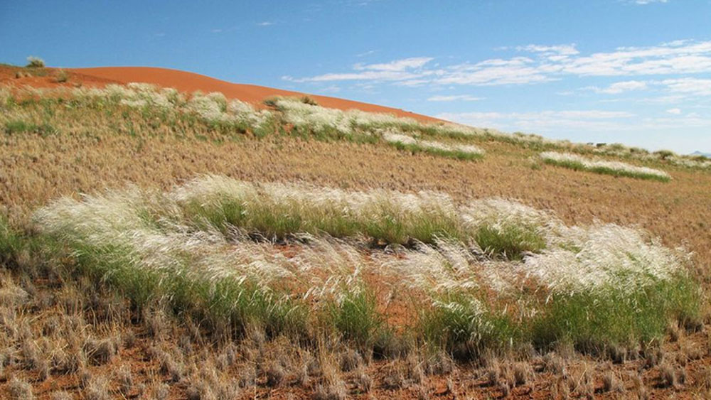 এখনও বৃত্তের রহস্য নিয়ে সব বিজ্ঞানী একমত হতে পারেননি। সমান্তরাল ভাবে প্রচুর গবেষণা চলছে এই নিয়ে। গবেষণা নিয়ে অবশ্য স্থানীয় মানুষের কোনও মাথাব্যথা নেই। তাঁদের কাছে এটা ঈশ্বরের পায়ের ছাপ। যা দেখতে পর্যটকেরা ভিড় জমান এখানে।
