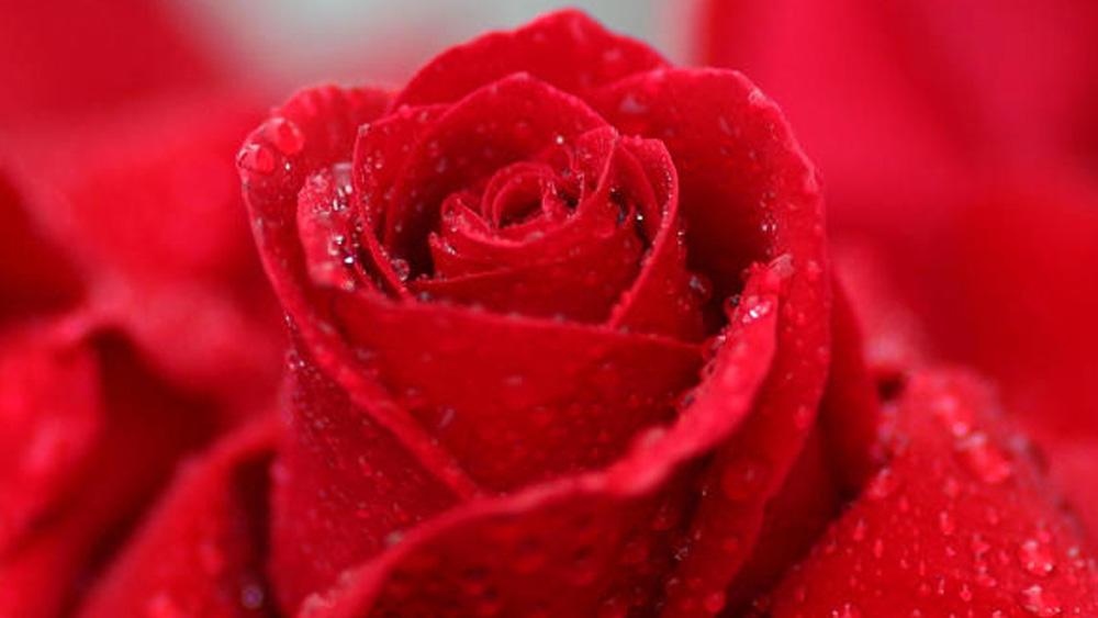 ভালবাসা ও প্রেমের প্রতীক লাল গোলাপ। এখানেও বহমান প্রাচীন সভ্যতার রীতি। রোমান সভ্যতার প্রেমের দেবী ভেনাস | কথিত, তাঁর এবং যুদ্ধের দেবতা মার্সের পুত্র হলেন কিউপিড | ভেনাসের প্রিয় ফুল লাল গোলাপ | দেবীর প্রিয় ফুল ও পুত্র দুজনেই প্রেমপার্বণ উদযাপনের অবিচ্ছেদ্য অংশ |  (ছবি: আর্কাইভ, শাটারস্টক, আইস্টক)