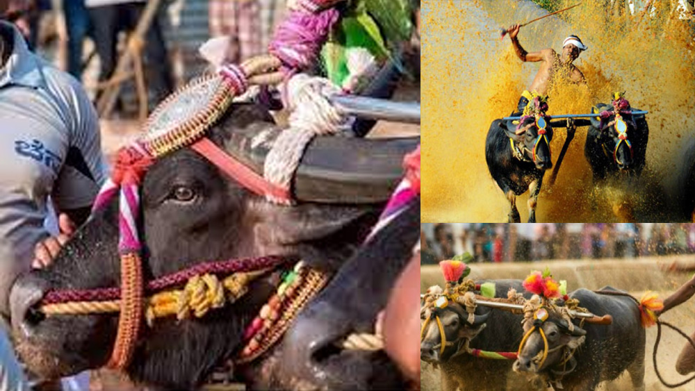 কিন্তু কী এই কাম্বালা? তামিলনাড়ুর জাল্লিকট্টুর মতো এটি একটি মেঠো উৎসব। নভেম্বর থেকে মার্চ মাস হল এই পার্বণের মরসুম। ফসল কাটার পরে যে ধানখেত পড়ে থাকে, সেখানেই জলকাদার মধ্যে চলে পোষ্য ও পালকের দৌড়।