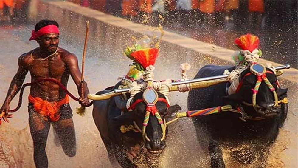 দু’টি গৃহপালিত মোষকে একসঙ্গে বেঁধে তাদের সঙ্গে দৌড়ন মালিক। দক্ষিণ কর্নাটকের উপকূলীয় অংশে প্রধানত তুলু উপজাতিদের মধ্যে প্রচলিত এই খেলা খুব জনপ্রিয়। প্রতিযোগিতায় অংশ নেওয়া মোষদের সাজানো হয় রকমারি সাজে। তুলু ভাষায় ‘কাম্বালা’ কথার অর্থ জলকাদা ভর্তি জমি। সেখান থেকেই এর নামকরণ।