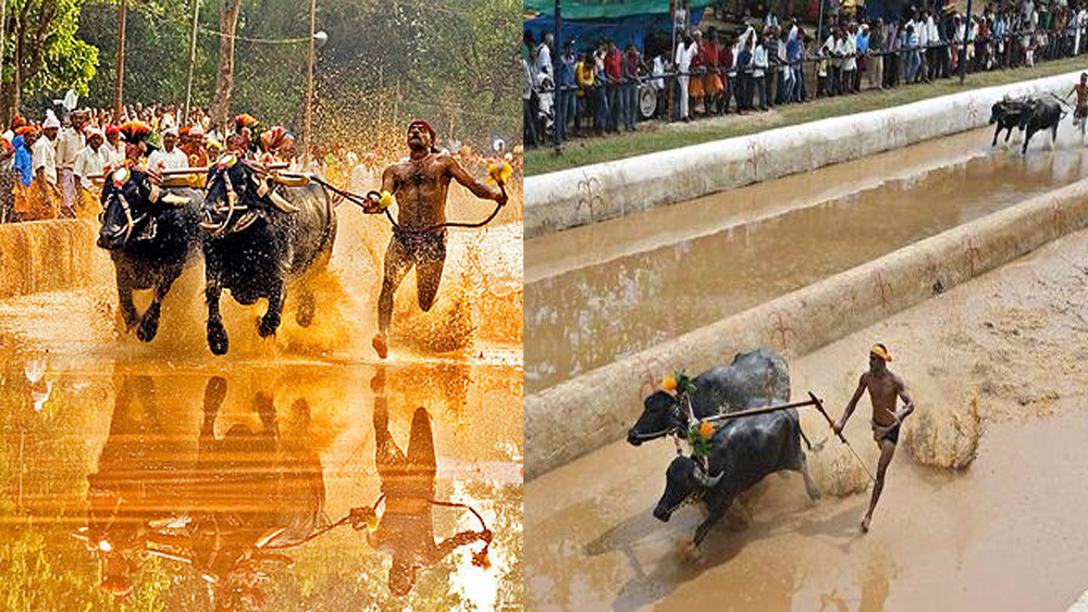 কয়েকশো বছর ধরে চলে আসা এই খেলার বিরুদ্ধে বহুবার সরব হয়েছেন পশুপ্রেমীরা। কারণ এই খেলায় মোষকে তাড়া দেওয়ার জন্য চাবুক দিয়ে আঘাত করা হয়। পশুদের উপরে নির্মম অত্যাচার করা হয় বলে এই উৎসব বন্ধ করার জন্য আদালতে আবেদন জানিয়েছিল পেটা। জাল্লিকট্টুর মতো এই খেলাও নিষিদ্ধ করা হয়েছিল। কিন্তু পরে দু’টিকেই ছাড়পত্র দেয় আদালত।