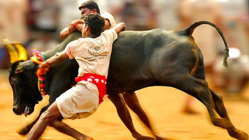 উদ্যোক্তা এবং এই খেলার সমর্থকদের দাবি, এখন নির্মমতা অনেক কমে গিয়েছে। চাবুক যথাসম্ভব কম ব্যবহার করা হয়। নিতান্ত প্রয়োজন না পড়লে পোষ্যদের চাবুক না মারার নির্দেশ দেওয়া হয়েছে। কিন্তু পশুপ্রেমীরা এখনও জাল্লিকট্টু এবং কাম্বালা— এই দুই রীতির বিরুদ্ধেই সরব।