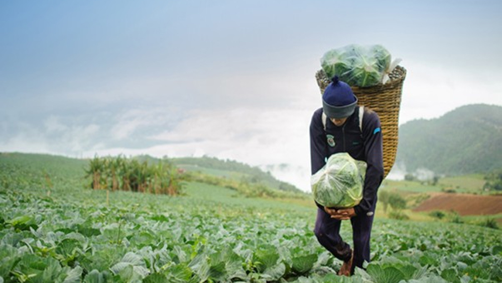 Union Budget 2020: Nothing special for agricultural sector in this budget