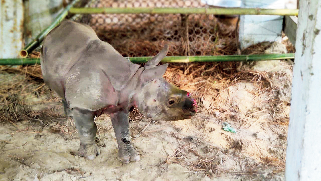 Special care for orphan rhino cub in Jaldapara 