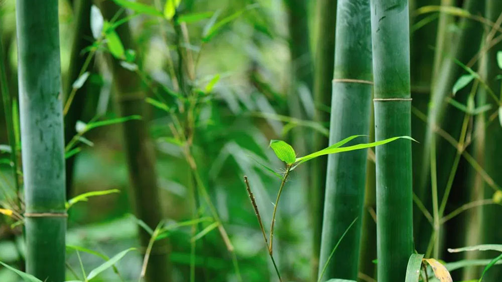 শোভা আনন্এদ রেড্ডির এই অভিযান শুরু হয়েছিল ২০১৪ সালের ১৮ সেপ্টেম্বর। ওই দিন 'বিশ্ব বাঁশ দিবস'। মহাত্মা গাঁধী ইনস্টিটিউট অব রুরাল এনার্জি অ্যান্ড ডেভেলপমেন্টে কাজ করার সময় প্রথমে ওই দিনে বাঁশের চারা লাগানোর নির্দেশ আসে তাঁর কাছে। কোথায় চারা লাগাবেন, তার জায়গা খুঁজতে গিয়েই এই লেকের কথা মাথায় আসে তাঁর।