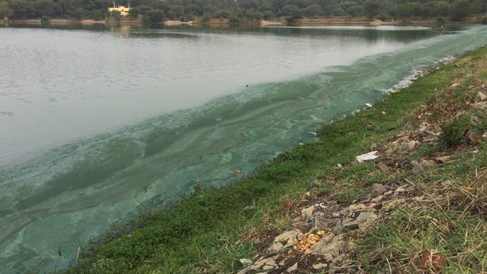 কিন্তু লেকের অবস্থা এতটাই বেহাল ছিল যে, কোথা থেকে যে শুরু করবেন বুঝতেই পারেননি শোভা আনন্দ। সেই সঙ্গে এই কাজে সাহায্য করার জন্য লোকজনও পাননি। অতএব একলা চলো রে। একদিন নিজেই সকাল সকাল লেকের পাশ থেকে আবর্জনা সরাতে শুরু করে দেন শোভা। জঙ্গল সাফ করতে শুরু করে দেন।