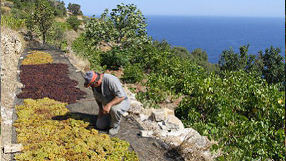 স্ট্যামাটিসের তখন ৬০ বছর বয়স। জীবেনর শেষ সময়টা তিনি ইকারিয়ায় ছেলেবেলার বন্ধুদের সঙ্গে কাটাতে চেয়েছিলেন। স্ত্রীয়ের সঙ্গে ইকারিয়ায় ফিরে আসেন তিনি। সেখানে আসার মাস খানেক পর থেকেই যেন তাঁর জীবনের ঘড়ি উল্টো দিকে চলতে শুরু করে। ক্রমে সুস্থ বোধ করতে শুরু করেন তিনি। শয্যাশায়ী মানুষটা একাই হাঁটাচলা শুরু করেন। এমনকি নিজের জমিতে চাষ করে অলিভও ফলান! ৯০ বছর পর্যন্ত বেঁচেছিলেন তিনি।