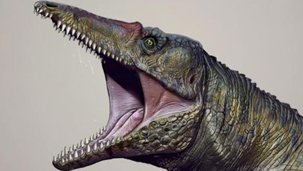 আজকে যেমন কুমির দেখতে আমরা অভ্যস্ত, অনেকটা সে রকমই দেখতে এগুলি। চারপেয়ে এই প্রাণী পিছনের পা দুটো মূলত জোরে দৌড়নোর জন্য কাজে লাগাতো। এদের নাম ডি কলিসেনসিস।