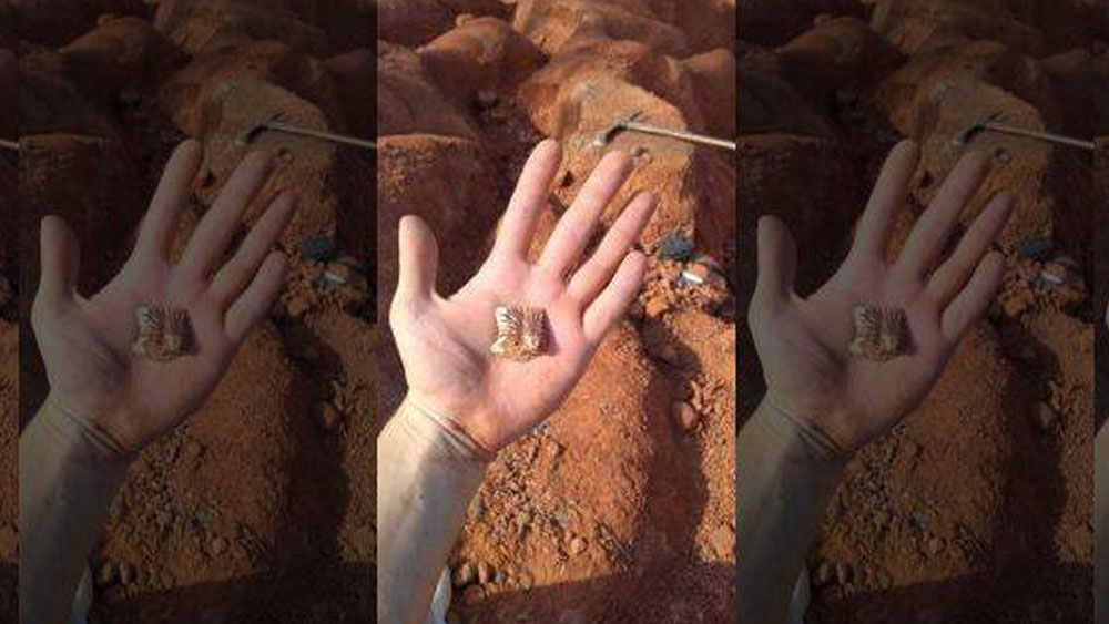 এর আগে ১৯ শতকে স্কটল্যান্ডে একটা এবং ৫০ বছর আগে আর্জেন্টিনায় কলিসেনসিসের দুটো জীবাশ্ম মিলেছে। আর সম্প্রতি মিলল ব্রাজিলে। অর্থাত্ এই নিয়ে সারা বিশ্বে মাত্র চারটি জীবাশ্ম মিলল।