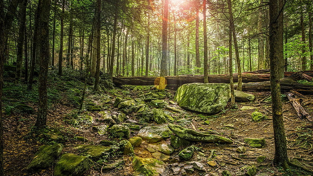ব্রাজিলে এই ধরনের প্রাণীর জীবাশ্ম পাওয়ায় উচ্ছ্বসিত বিজ্ঞানীরা। সে সময়ে এই প্রাণী এই অঞ্চলের ইকোসিস্টেমে কী ধরনের প্রভাব ফেলতে পারে, তা জানার চেষ্টা করছেন বিজ্ঞানীরা।
