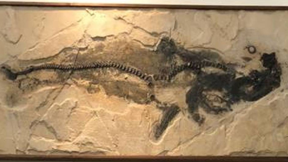 তা ছাড়া, যে জীবাশ্মটি উদ্ধার হয়েছে, তার শরীরের হাড়, মাথার খুলি প্রায় একইরকম রয়েছে, খুব একটা ক্ষয় হয়নি। এগুলো থেকে গবেষণার মাধ্যমে সে সময়ের অনেক গুরুত্বপূর্ণ তথ্য মেলার আশা করছেন বিজ্ঞানীরা।