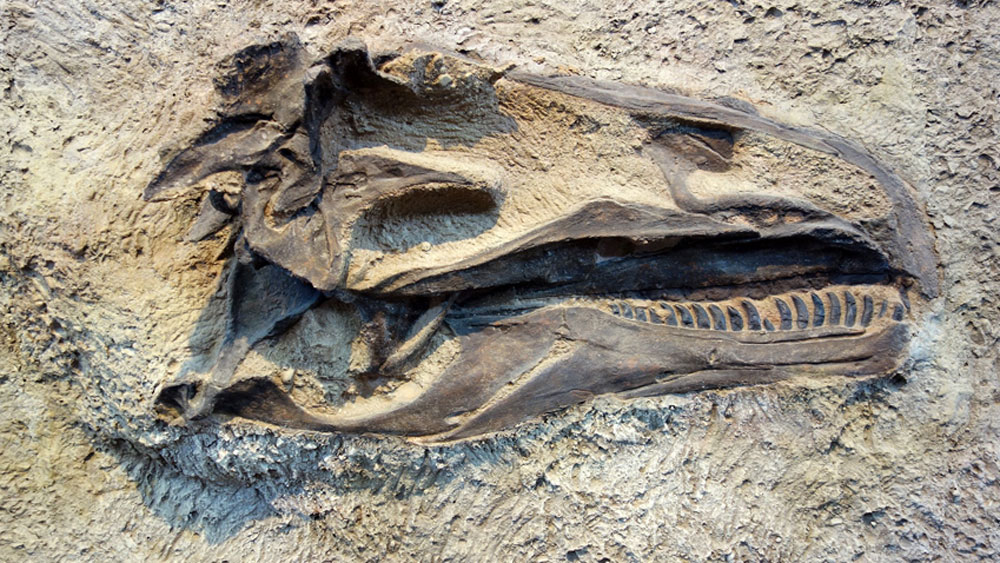 কলিসেনসিসের খুলি এবং দাঁত পরীক্ষা করে বিজ্ঞানীরা প্রাথমিক ভাবে জানতে পেরেছেন, ভয়ঙ্কর এই প্রাণী কিন্তু তুলনামূলক শান্ত স্বভাবের ছিল। সাধারণত মৃত প্রাণীদেরই হাড়-মাংস খেত এরা। তবে প্রয়োজনে তার আকারের চেয়ে বড় প্রাণীকেও নিমেষে মেরে ফেলতে পারত কলিসেনসিস।