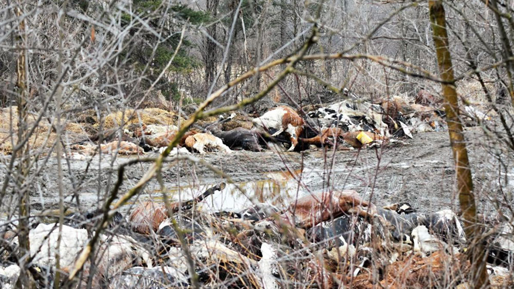 আর সে কারণেই বাস্তুতন্ত্রের ফুড চেনে তাদের গুরুত্বপূর্ণ ভূমিকা ছিল। কারণ তাদের মুখে থাকা উত্সেচক মৃত প্রাণীগুলোর প্রোটিন-শর্করা সহজ উপাদানে ভেঙে ফেলত।