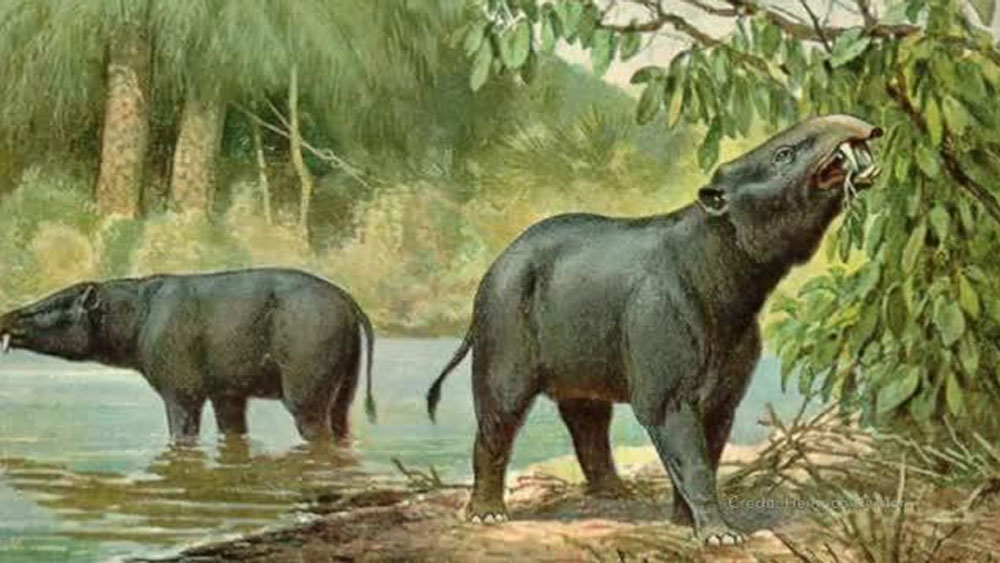 সেই উপাদানগুলো মাটিতে মিশে মাটি উর্বর করে তুলত। মাটি থেকে পুষ্টিগুণ নিয়ে গাছ বড় হত, সেই গাছ খেয়ে বেঁচে থাকত শাকাহারী প্রাণীরা। এইভাবেই এগিয়ে চলত ফুড চেন।