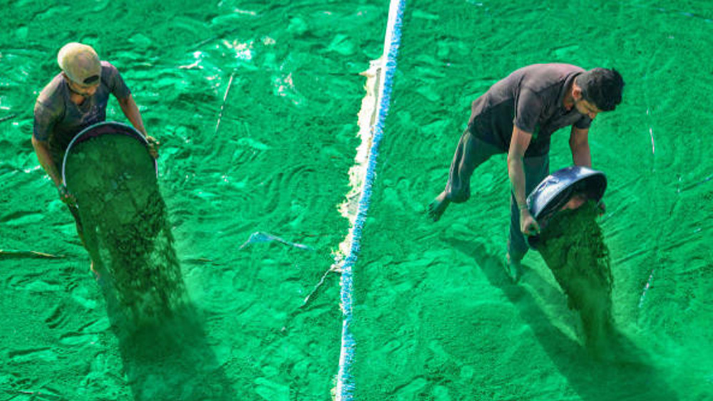 তামিলনাড়ুতে বসন্তবরণের সঙ্গে জড়িয়ে আছেন কামদেব। দোল বা হোলি উৎসব এখানে পরিচিত ‘কামান পান্ডিগাই’ বা ‘কামাবিলাস’ বা ‘কাম দহনম’ নামে। এই ঐতিহ্যের সঙ্গে জড়িয়ে আছে পৌরাণিক কাহিনি।