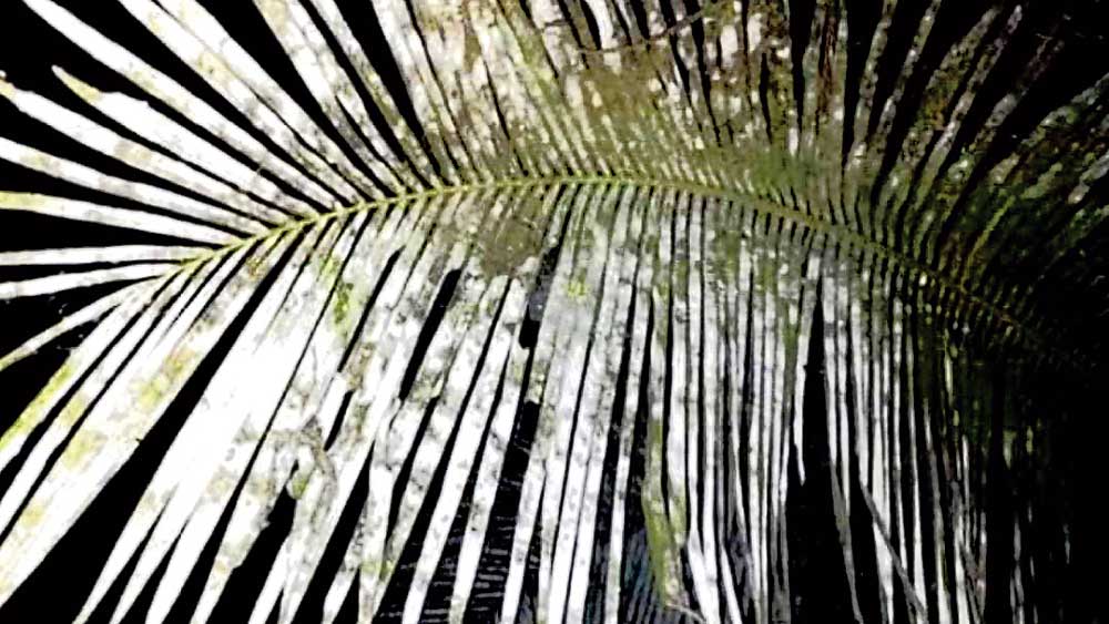 Coronavirus in India: Sudden whitening of Coconut leaves frightens people