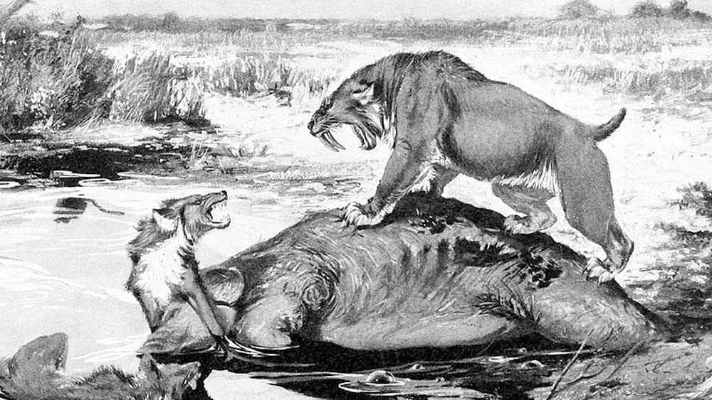 এই প্রাণীদের বলা হত স্মিলোডন। একসময় দক্ষিণ আমেরিকায় এই প্রাণীর অস্তিত্ব ছিল। তবে আজ থেকে ১০ হাজার বছর আগে তাদের অস্তিত্ব সম্পূর্ণ বিলোপ হয়ে গিয়েছে।