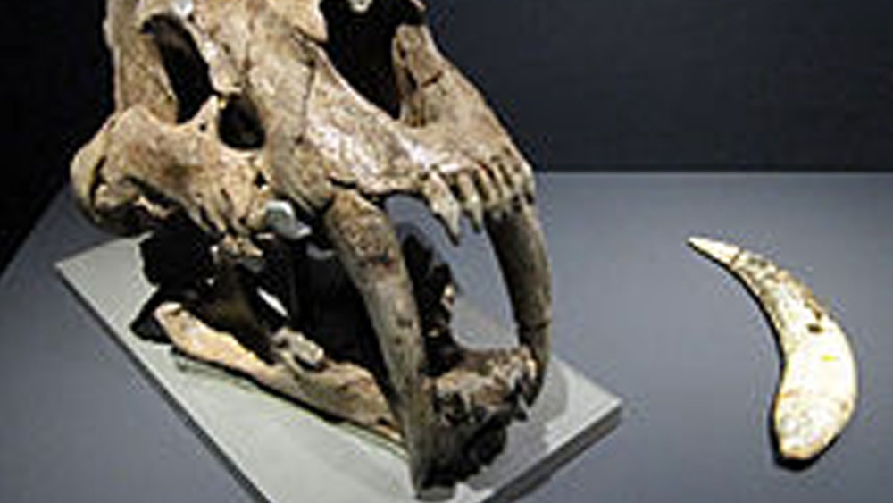 প্রায় দেড় ফুট লম্বা খুলির সবচেয়ে আকর্ষণীয় ছিল তাতে লেগে থাকা দুটো ক্যানাইন (শ্বদন্ত)। সেই দাঁতগুলোই লম্বায় ছিল১১ ইঞ্চি। অর্থাৎ প্রায় এক ফুট।