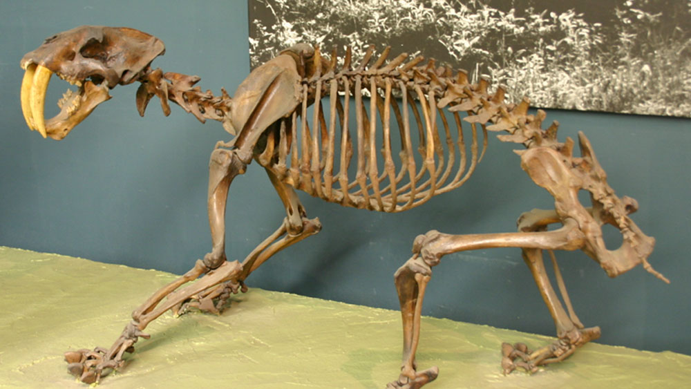 শক্তপোক্ত এই ক্যানাইন দেখেই শিকারের আকৃতির একটা আন্দাজ করাই যায়। এত বড় দাঁত এর আগে আর কোনও বিড়ালে প্রজাতির কোনও প্রাণীর মধ্যে মধ্যে দেখা যায়নি।