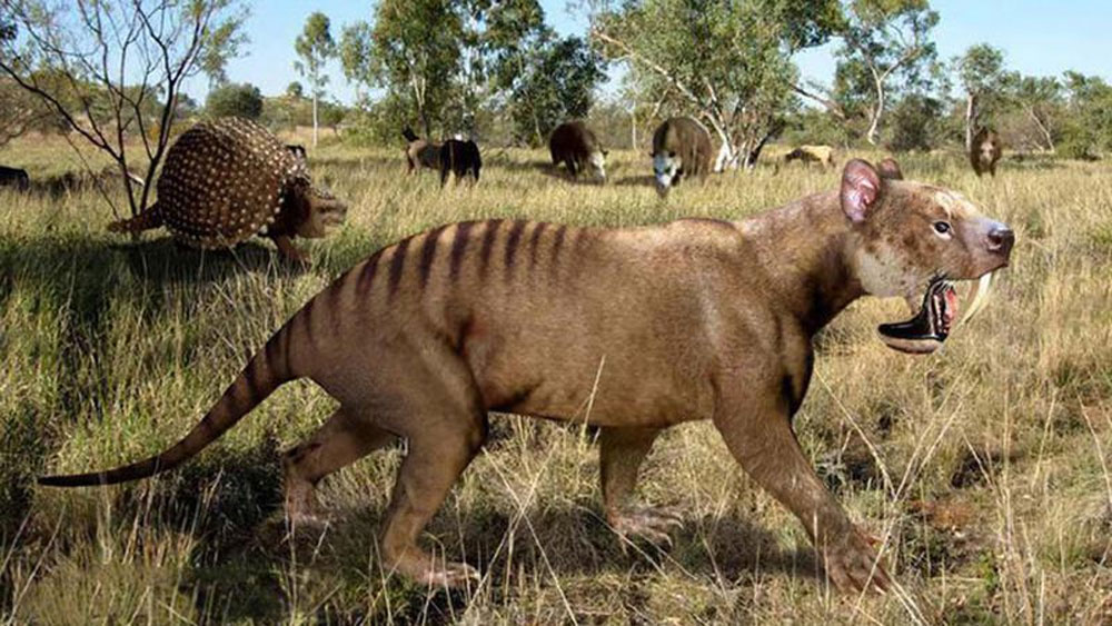 এতদিন বিজ্ঞানীদের জানা ছিল, সাবের টুথ টাইগারই ছিল এই প্রজাতির সবচেয়ে বড় এবং ভয়ানক প্রাণী। বিশালাকার তৃণভোজী প্রাণীদের তারাই শিকার করত।