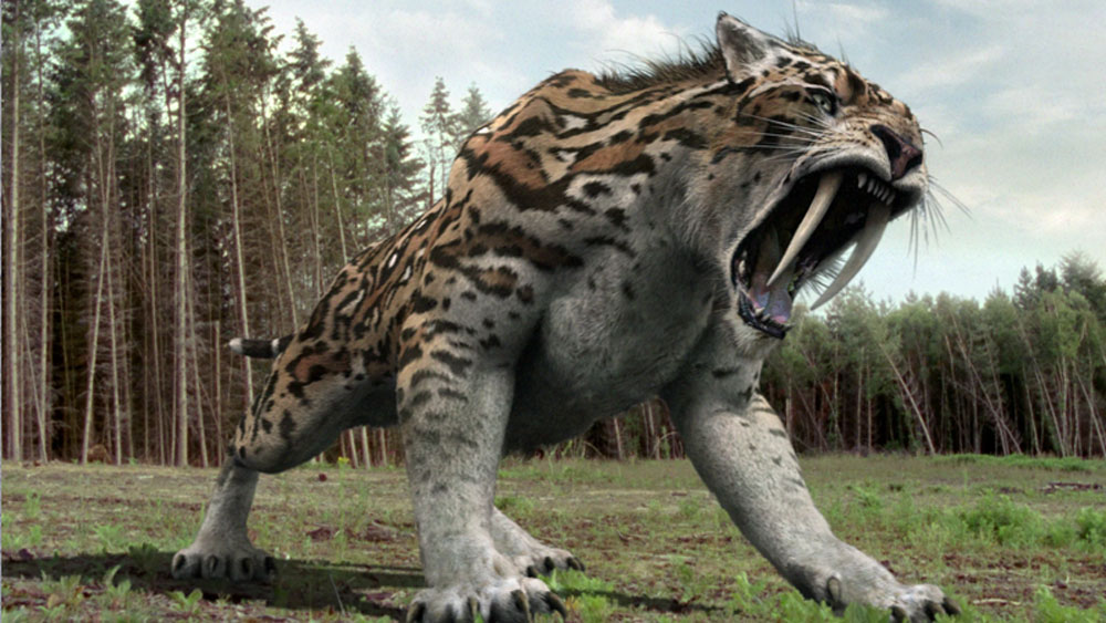 কিন্তু এই স্মিলোডন প্রাণীর খুলি আবিষ্কারের পর বিজ্ঞানীরা জানিয়েছেন, এই প্রজাতির সবচেয়ে ভয়ানক প্রাণী এরাই।