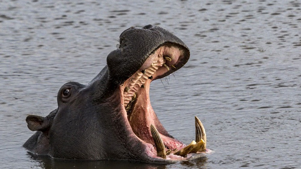 জলহস্তীর মতো এদের বিশাল মুখের মধ্যে খুব সহজেই বড় আকারের শাকাশি প্রাণীর মুখ ঢুকে যেত। আর সূচালো ক্যানাইন ফুঁড়ে যেত তাদের খুলি। বড় বড় শিকারকে সহজেই কুপোকাত করত এরা।