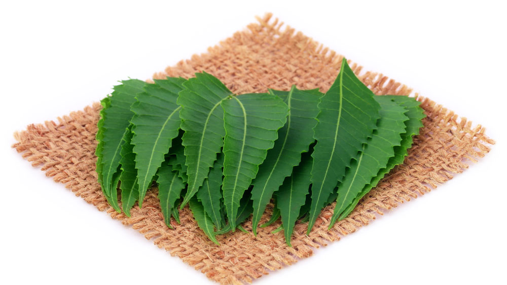 নিমপাতা: ফ্রিজেও বেশি দিন এই পাতা রাখলে তা শুকিয়ে নেতিয়ে যায়। তাই নিমপাতা কিনে এনে ভেজে ফেলুন তার পর একটা বয়ামে তা ভরে ভাল করে ঢাকাবন্ধ করে রেখে দিন। বাইরের হাওয়ার সংস্পর্শে না এলে তা মুচমুচে থাকবে বহু দিন।