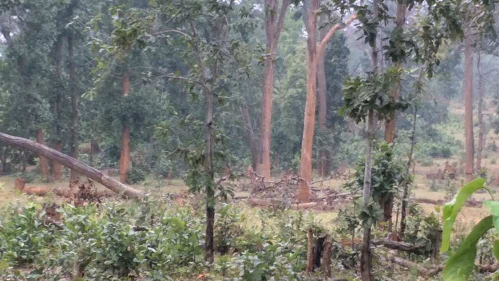 লরহা গ্রামের বাসিন্দারা মূলত বাঁচার জন্য জঙ্গলের উপরেই নির্ভরশীল। তাঁদের মধ্যে কেউ ছোটখাটো অন্য কাজও করে থাকেন। তবে শিক্ষা, রাস্তা, চাকরি তাঁদের কাছে আজও পৌঁছয়নি।