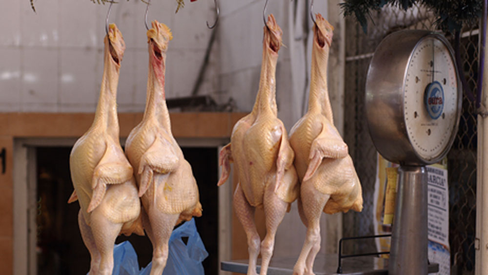 অনেকেরই ধারণা বাদুড় থেকেই করোনাভাইরাস ছড়িয়েছে। সেই আতঙ্ক থেকে মুরগির মাংস খেলেও করোনাভাইরাসে আক্রান্ত হওয়ার আতঙ্ক তৈরি হয়েছে মানুষের মধ্যে। মুরগির মাংসের দামও কমে গিয়েছে। বিক্রি কমে যাওয়ায় মাংস ব্যবসায়ীদের মাথায় হাত পড়েছে। কিন্তু এখনও পর্যন্ত মুরগির মাংস থেকে এই সংক্রমণ ছড়ানোর কোনও সংযোগসূত্র খুঁজে পাননি গবেষকরা।