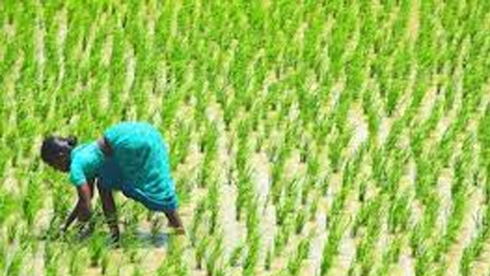 সেখানে মাঠে কর্মরত এক কৃষক মহিলার কাছে প্রথমে জল আর খাবার চায়। তারপর তাকে ধর্ষণের চেষ্টা করে। মহিলার চিৎকারে ছুটে আসেন তাঁর স্বামী ও অন্যান্যরা। ধরা পড়ে জয়শঙ্কর। তাকে তুলে দেওয়া হয় পুলিশের হাতে।