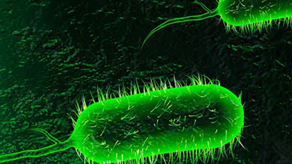 এ ভাবে সাত বার অতিমারির আকার নিয়ে এ বিশ্বে ফিরে এসেছে কলেরা। তবে সবচেয়ে ভয়াবহ আকার নিয়েছিল ষষ্ঠ কলেরা অতিমারি। ১৮৯৯ সালে। শুধুমাত্র ভারতেই সে বার মারা গিয়েছিলেন 8 লক্ষ মানুষ। পশ্চিম ইউরোপ, রাশিয়া, উত্তর আফ্রিকাতেও ব্যাপক তাণ্ডব চালিয়েছিল কলেরা।